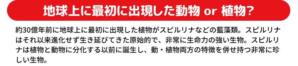 クルクミン,認知症