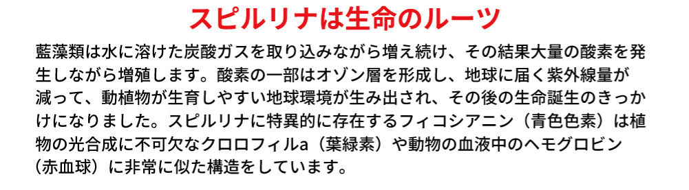 クルクミン,認知症